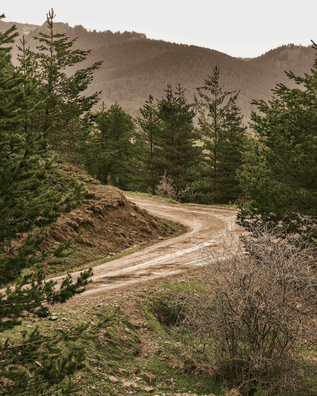 dirt road winding up through trees and mountains