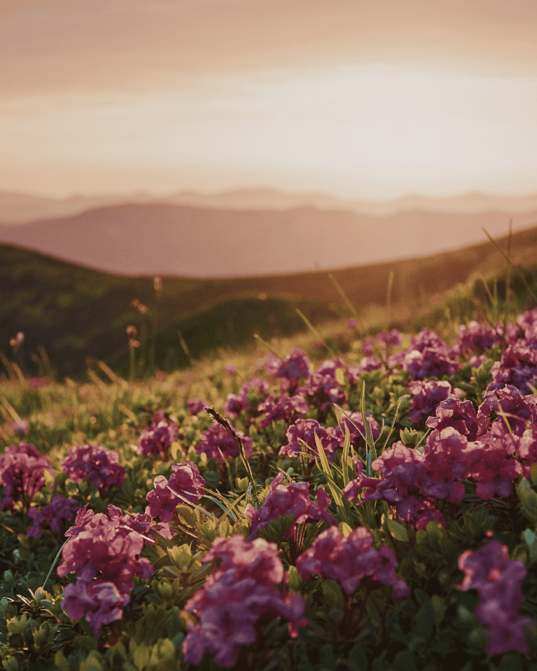 view of the blue ridge mountains with rhododendron