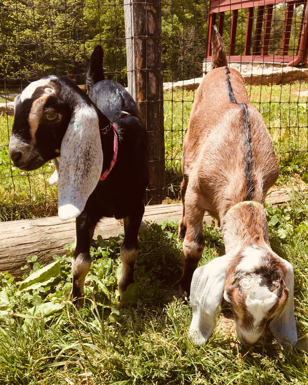goats