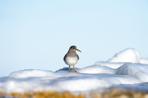 Winter on Cape Cod