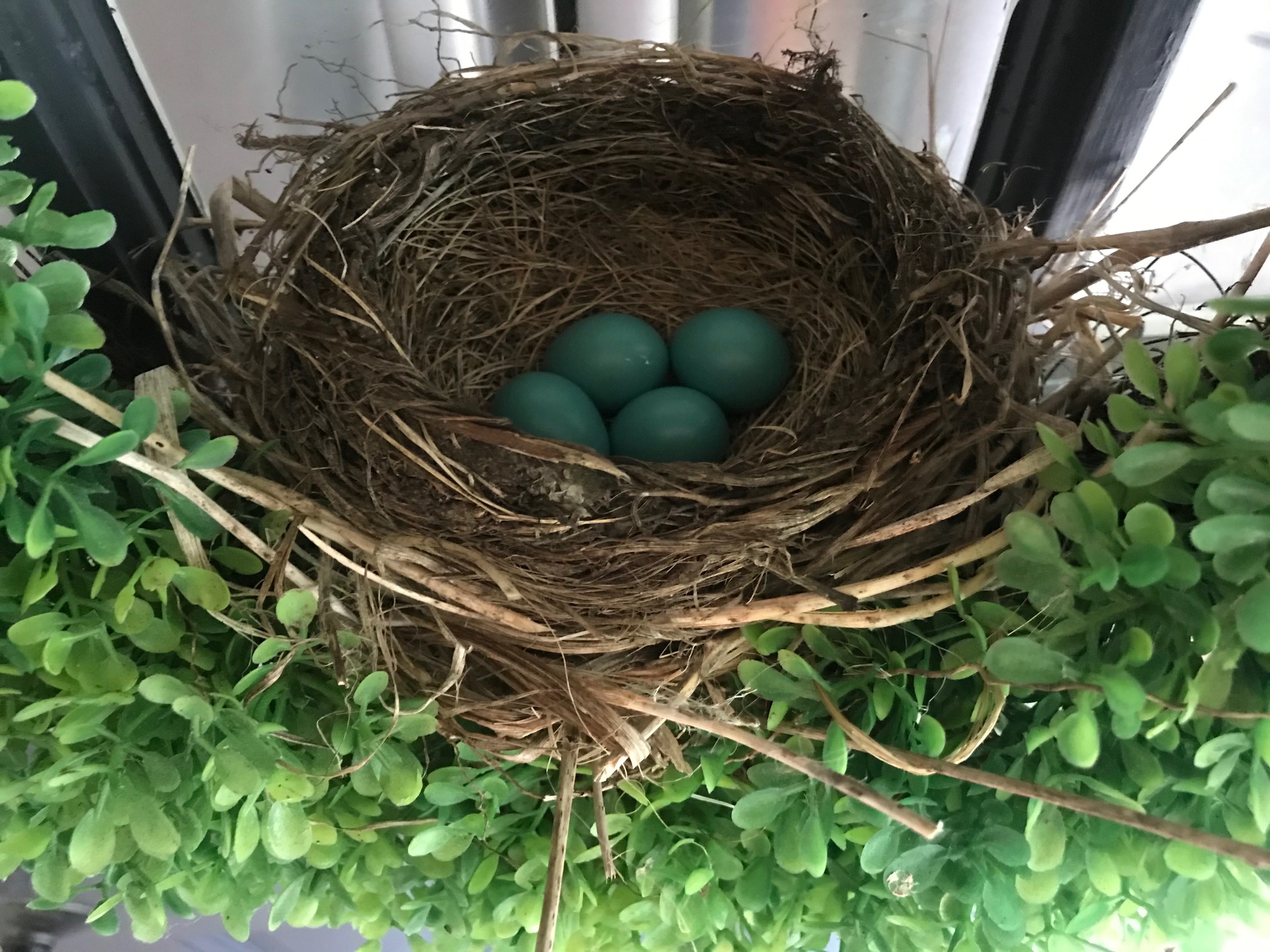 Bird's Nest