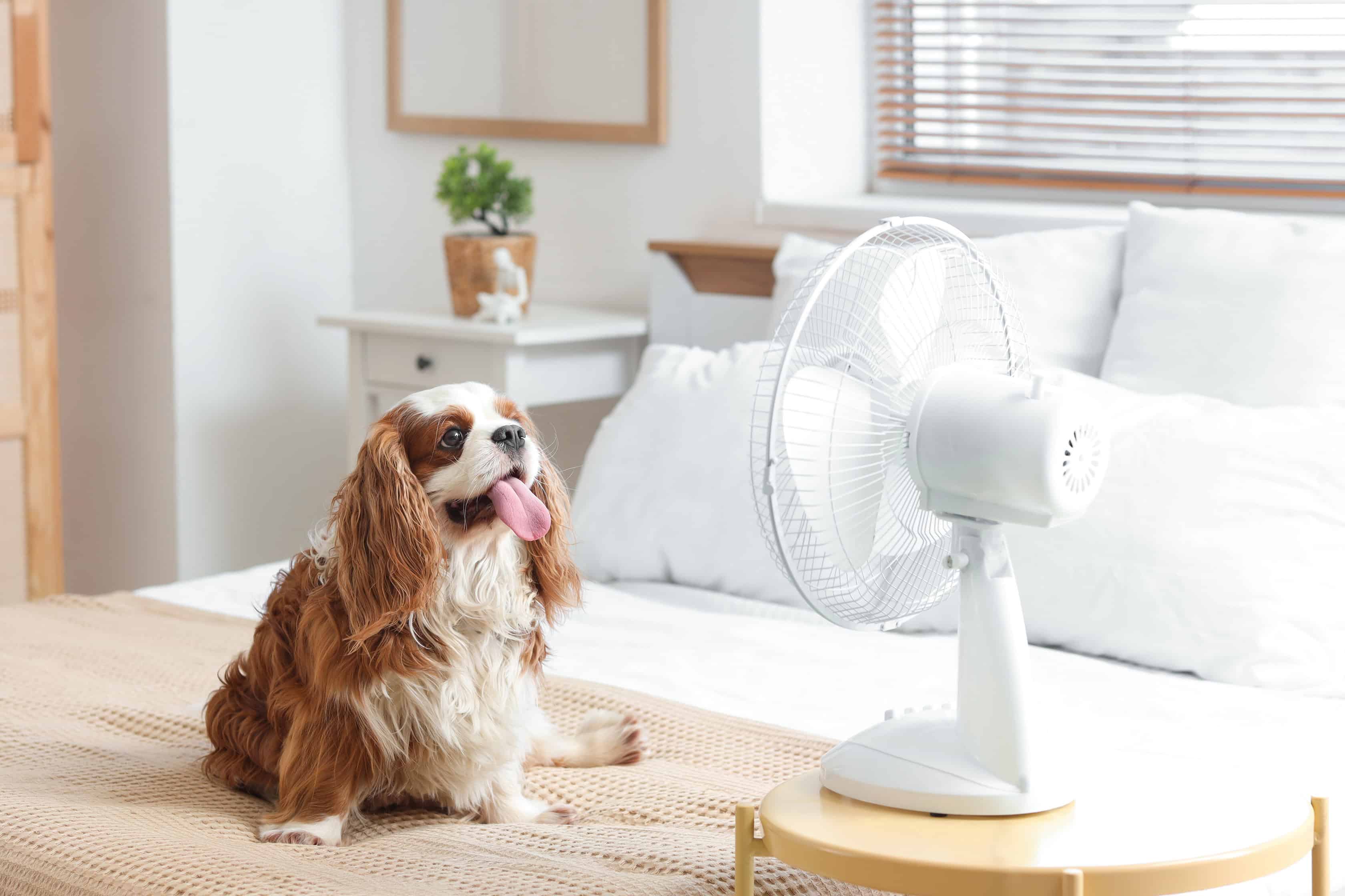Dog sitting in front of fan.
