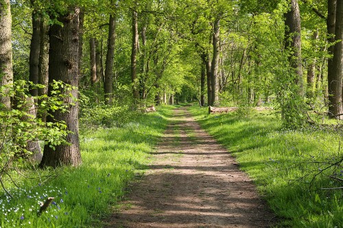Hiking Trail in Forest