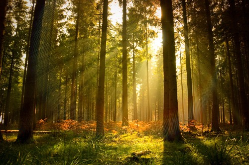 Beautiful Forest Area