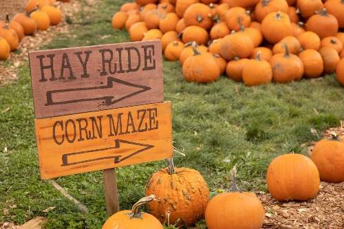 Corn Maze & Hay Ride Signs in Pumpkin Patch