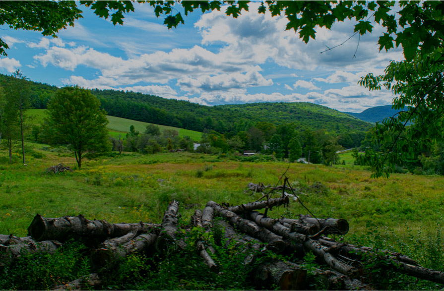 Forest View