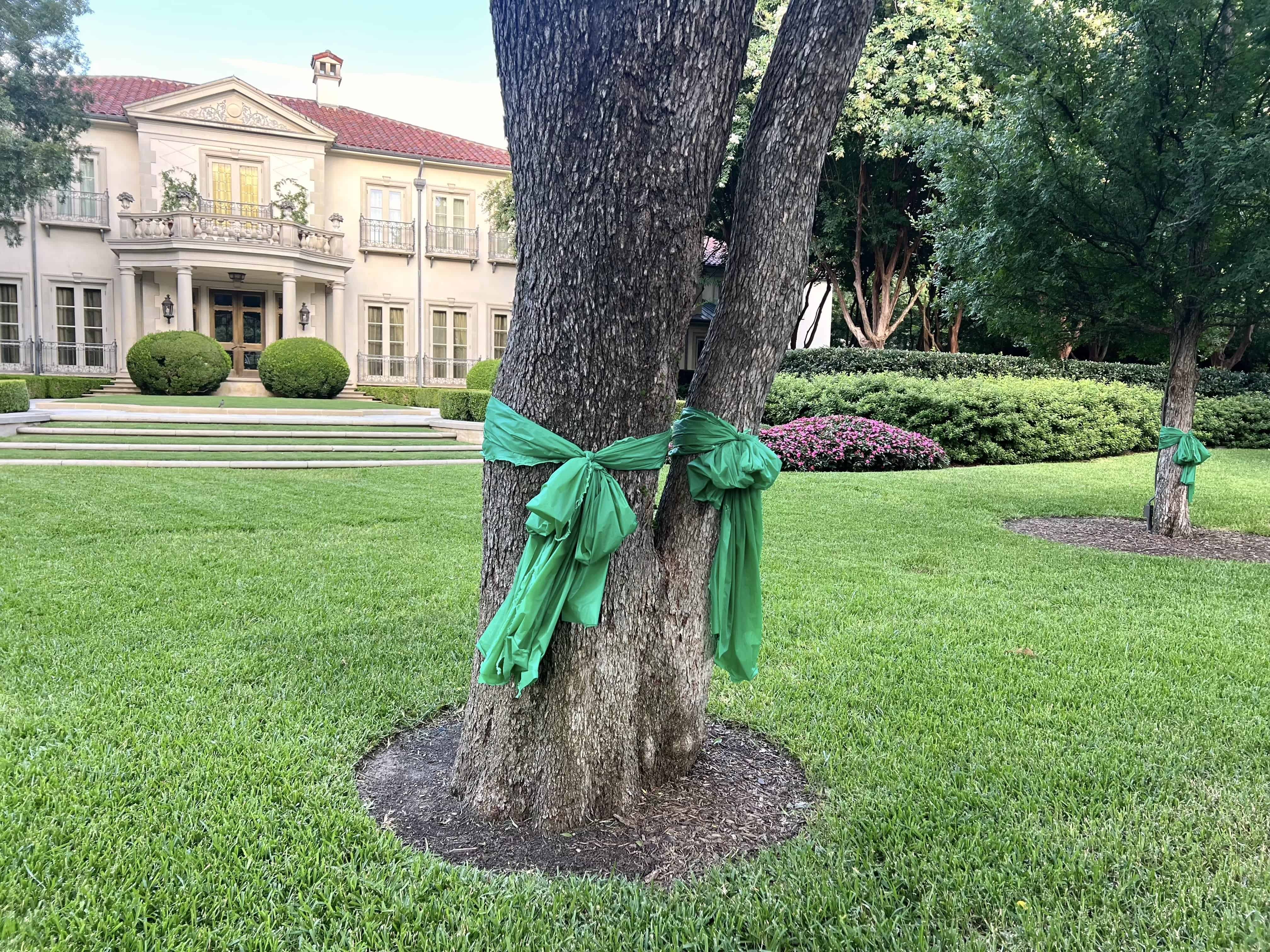 Tree with ribbons