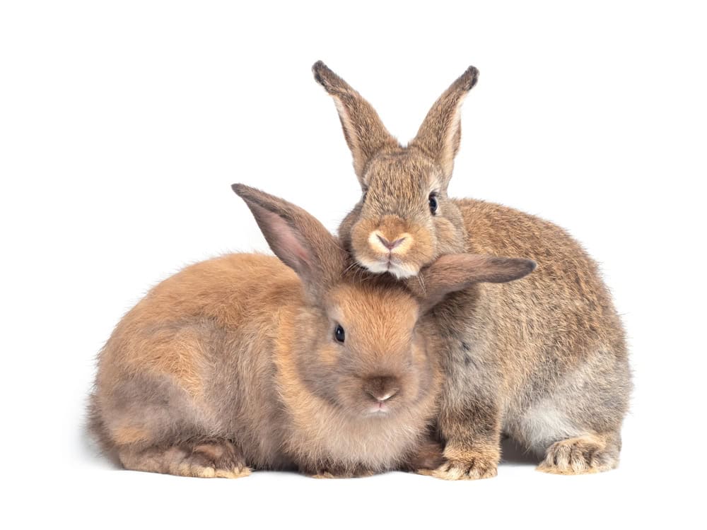 Two Bunnies
