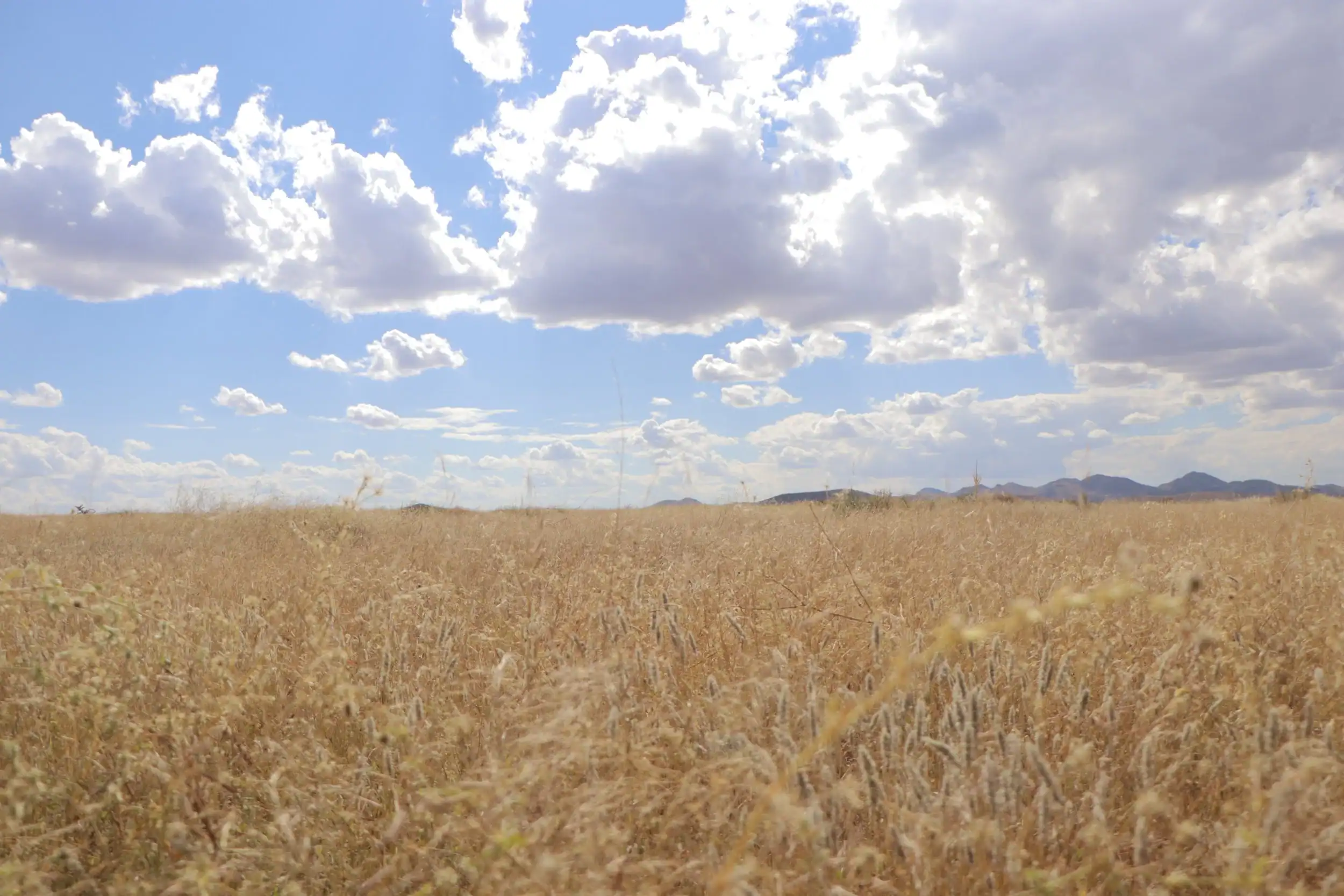 Prairie Landscape