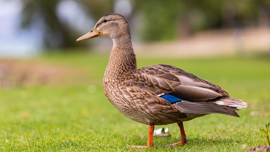 North Richland Hills