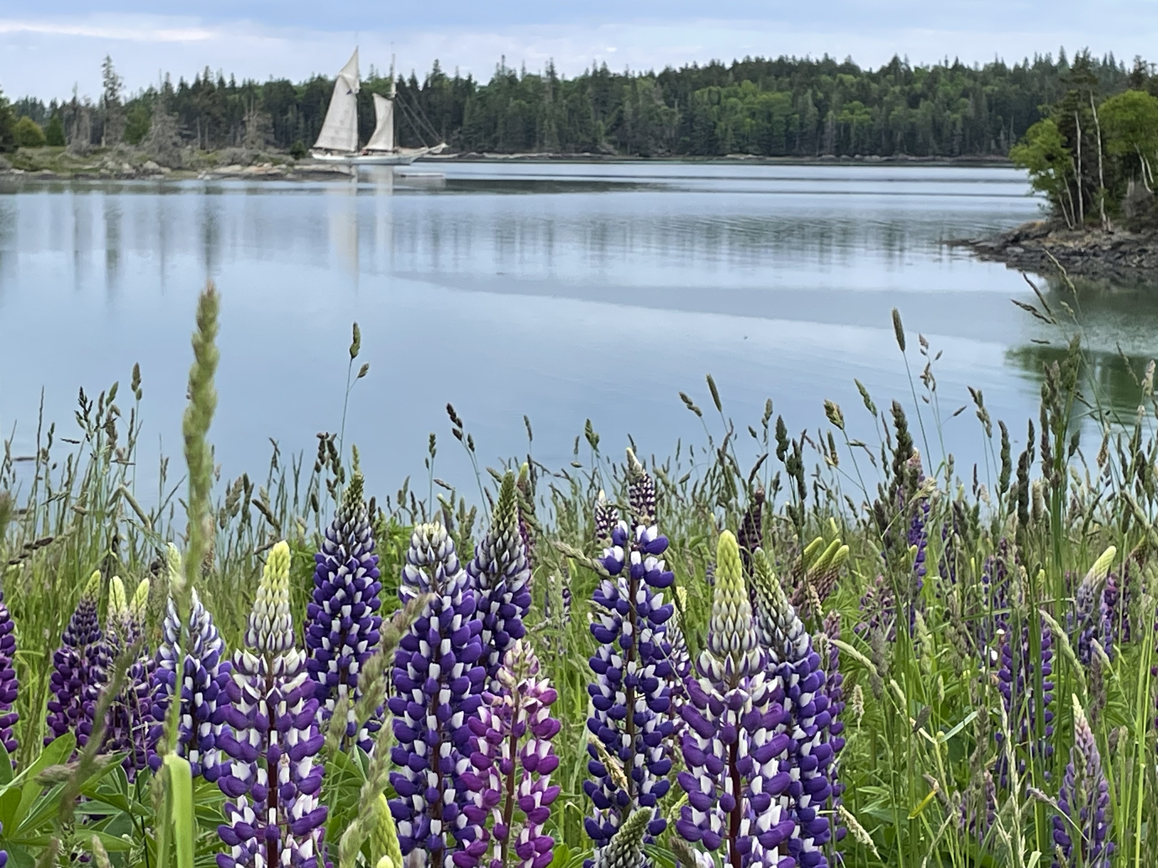 Maine Island Harbor