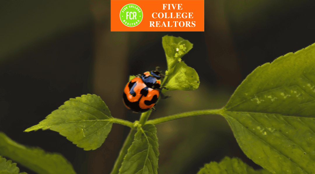 Five College Realtors: Maintaining your Home for the Spring