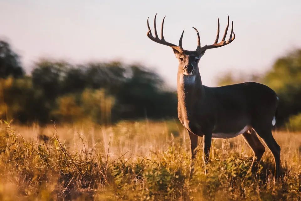 Deer