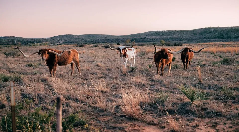 Ranch