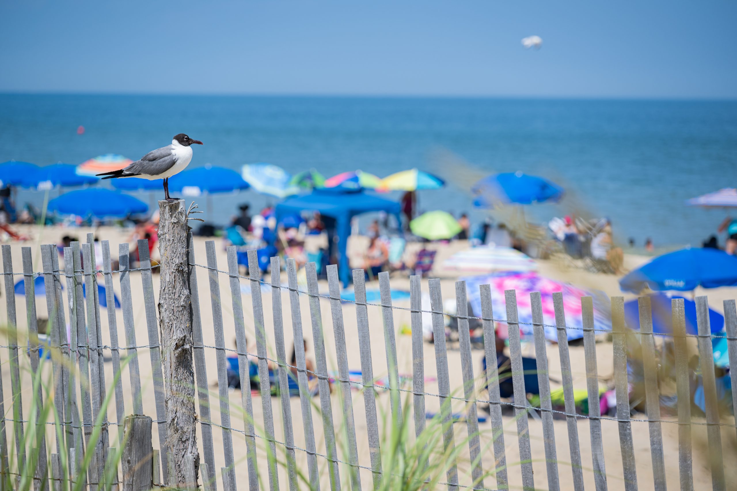 Rehoboth Beach