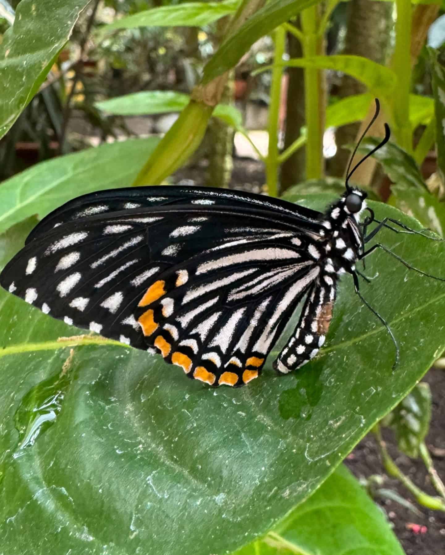 magic wings