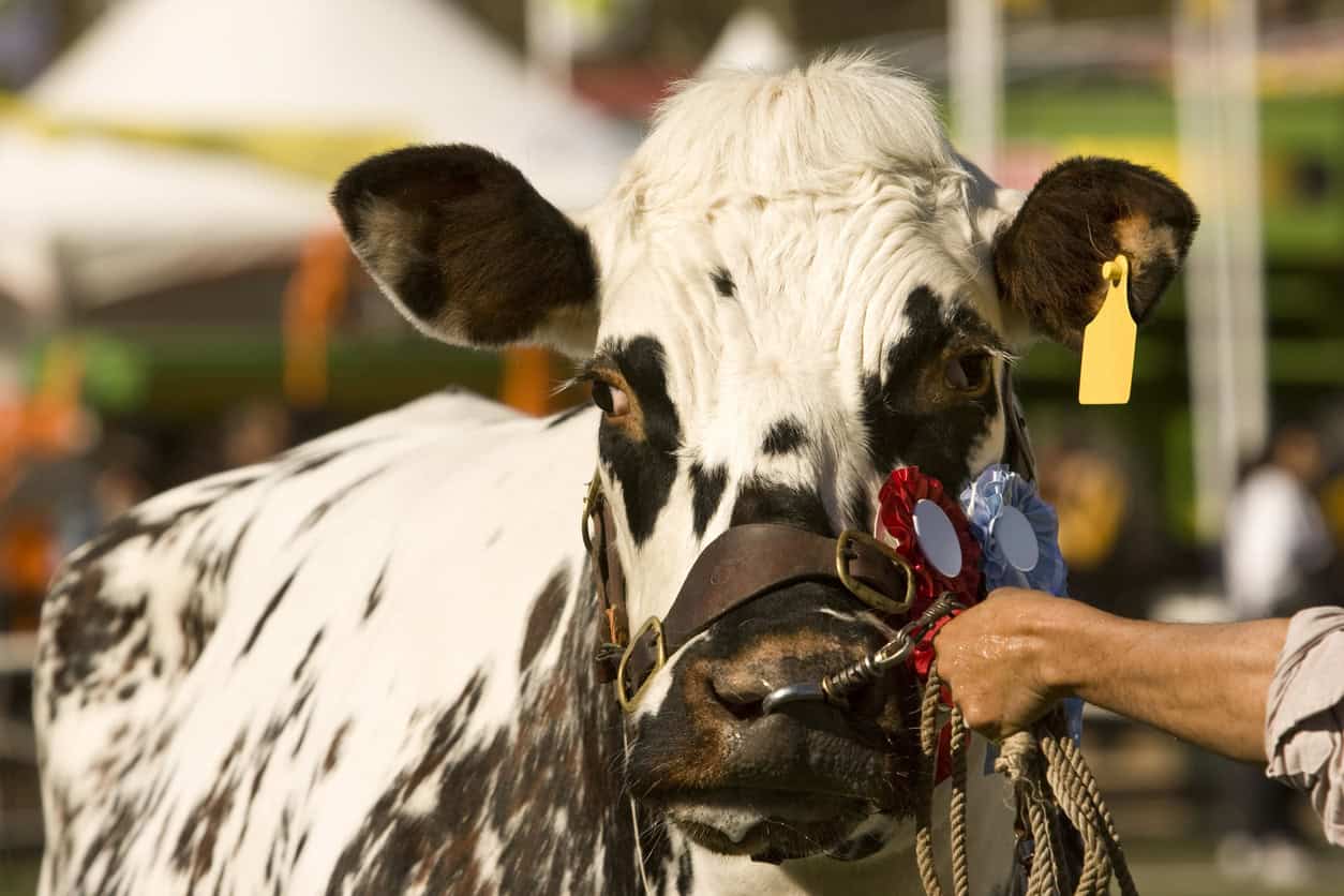 livestock show