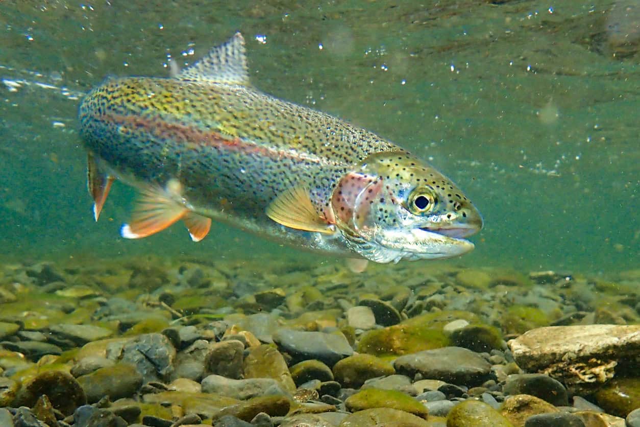 river trout