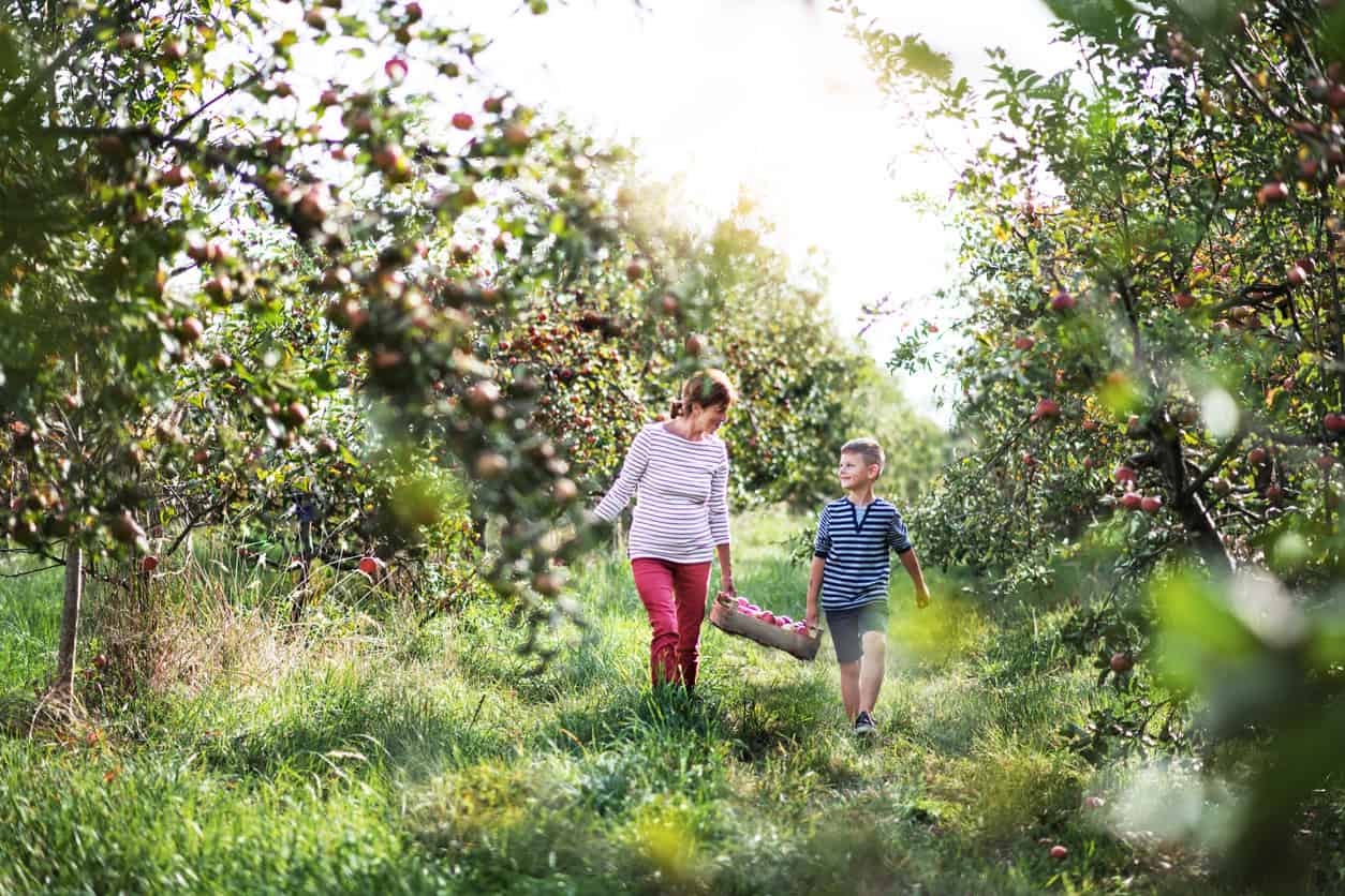 apple picking