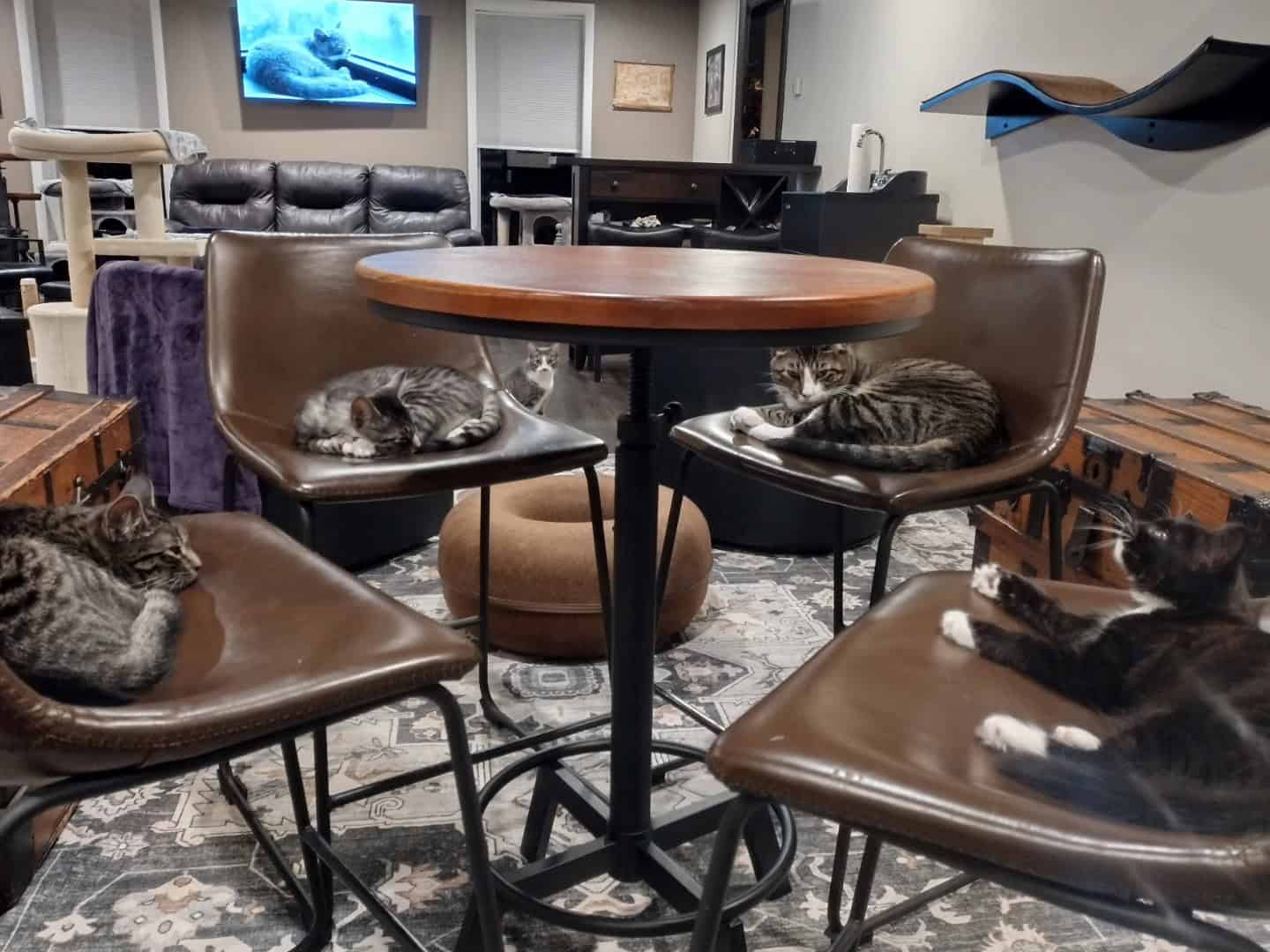 camelot cat cafe