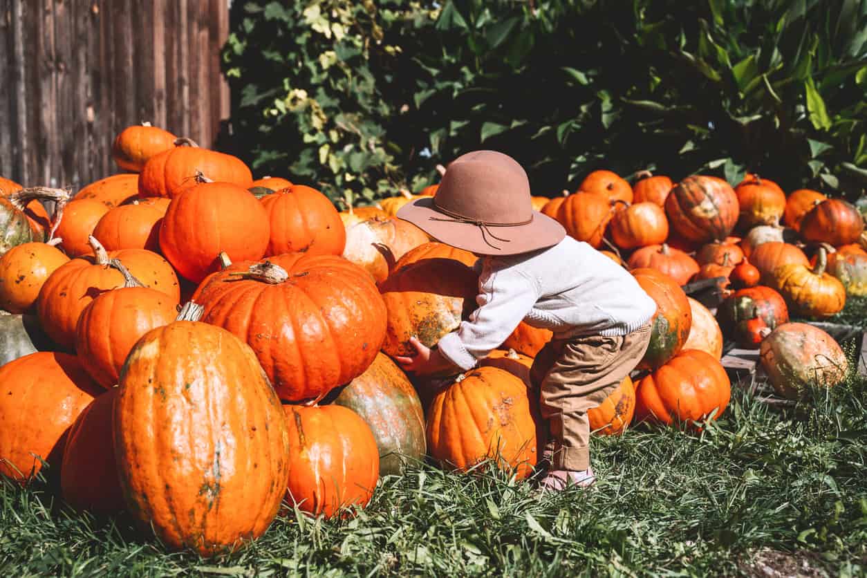 pumpkin patch