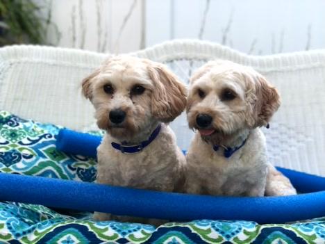 franklin county regional dog shelter