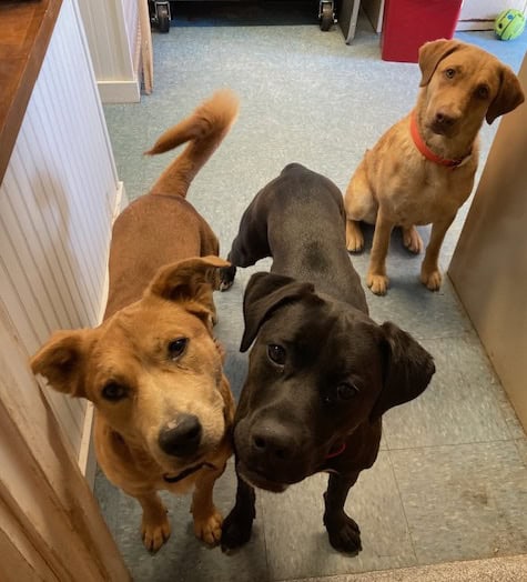 franklin county regional dog shelter