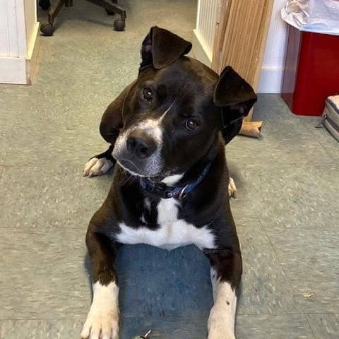 franklin county regional dog shelter