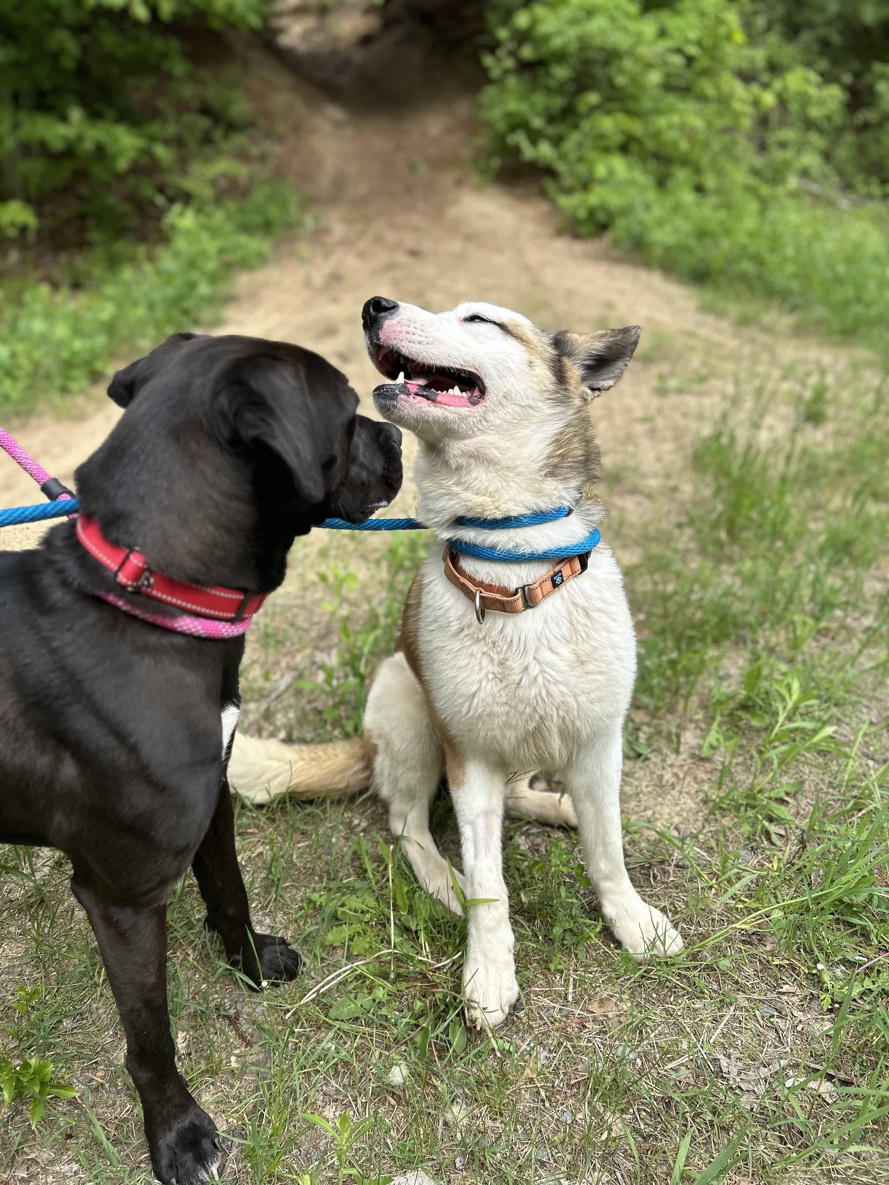 franklin county regional dog shelter
