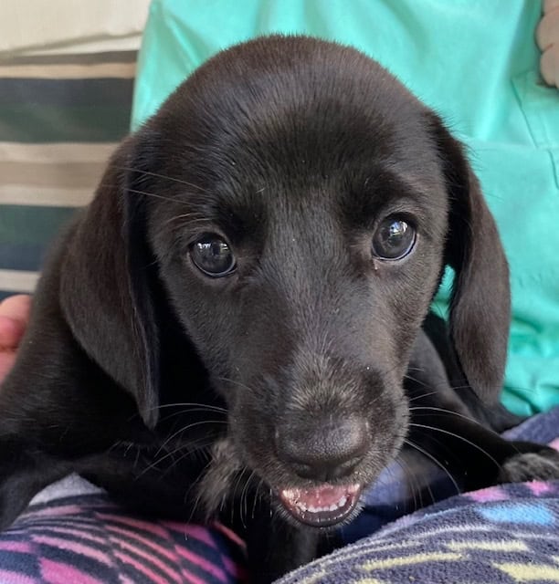 franklin county regional dog shelter