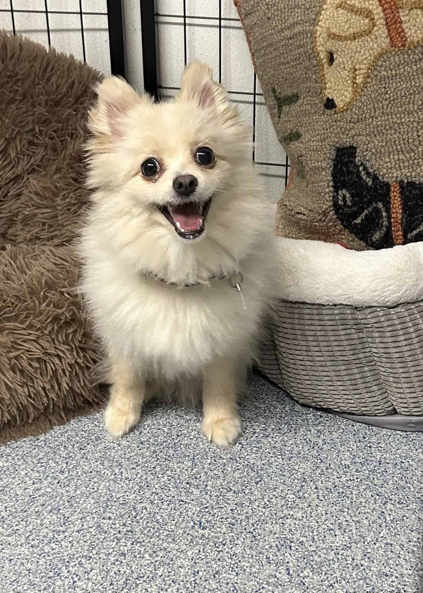 franklin county regional dog shelter