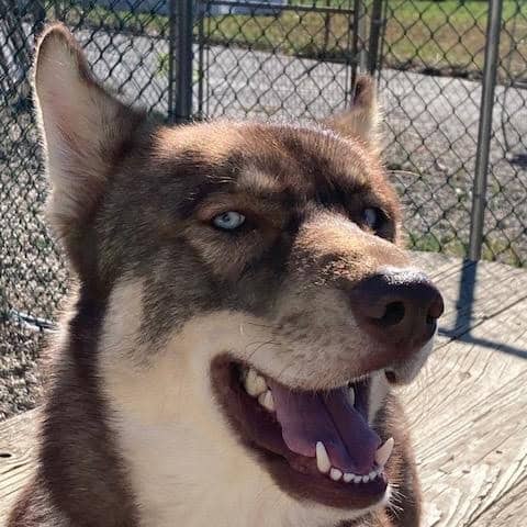 franklin county regional dog shelter