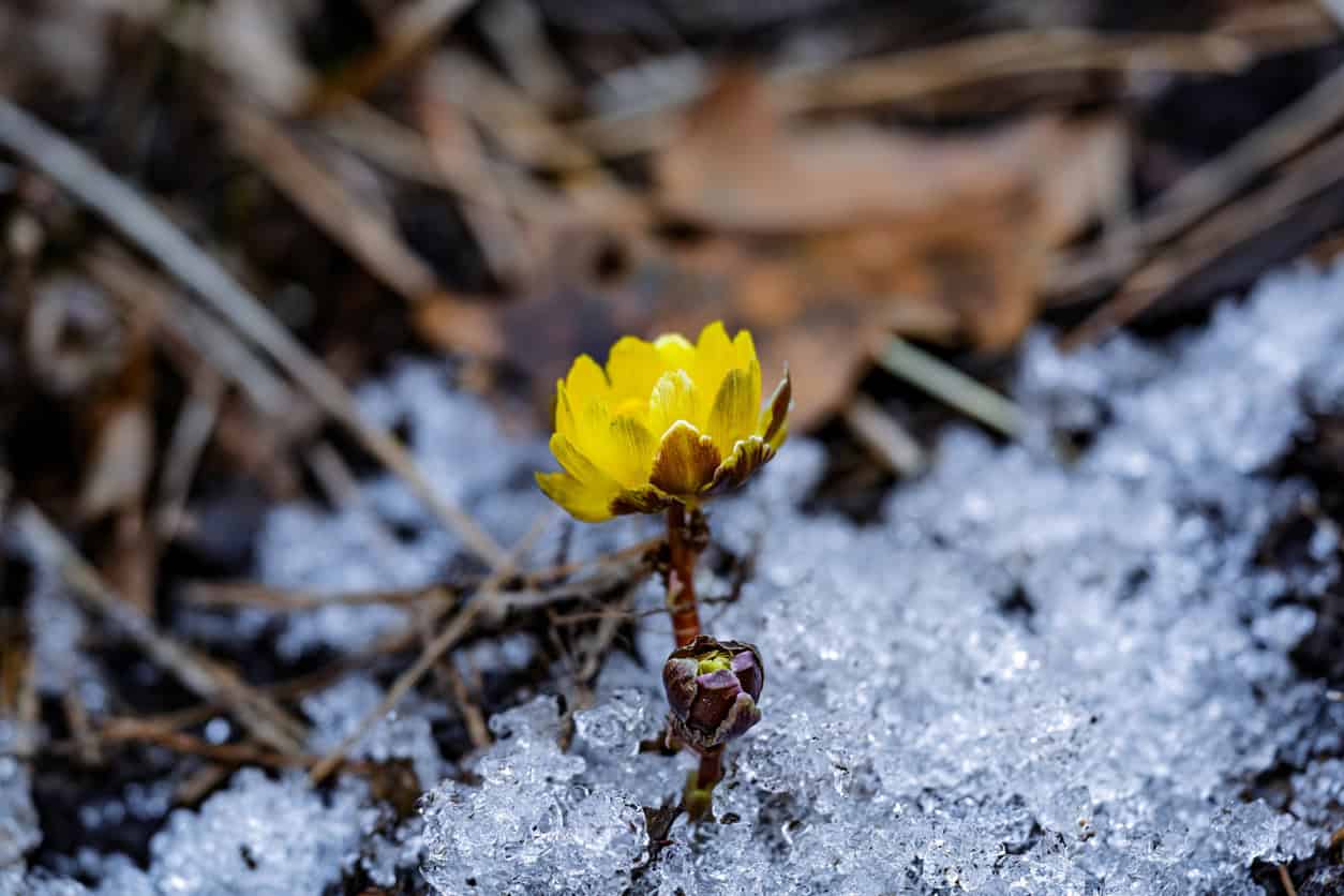 wildflowers in winter