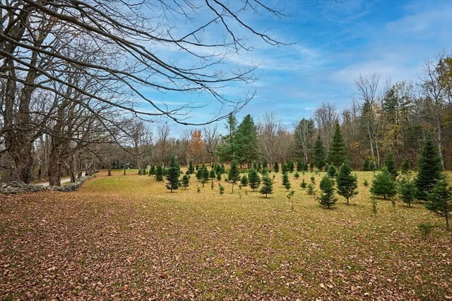 christmas tree farm