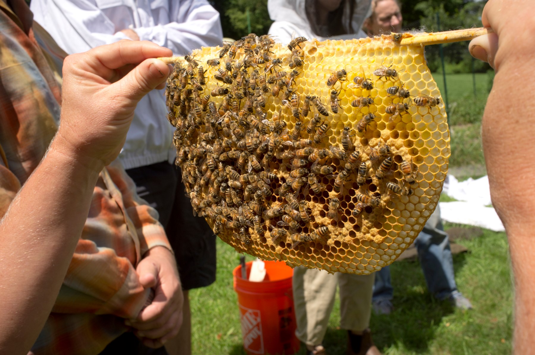 beekeeping