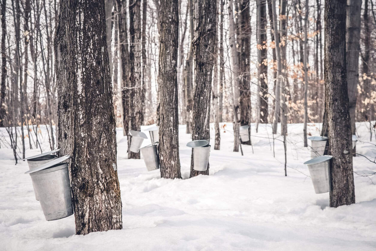 maple trees