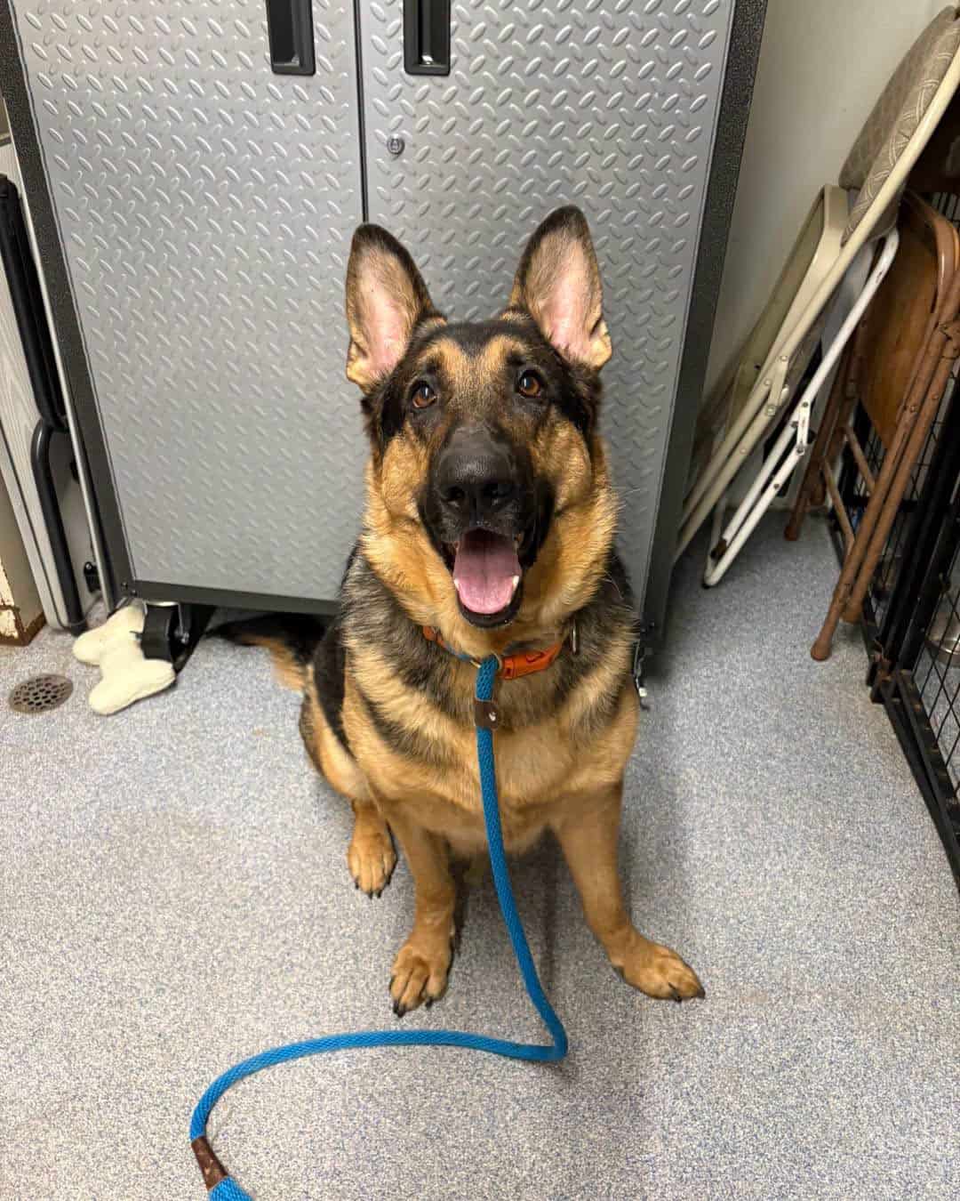 franklin county regional dog shelter
