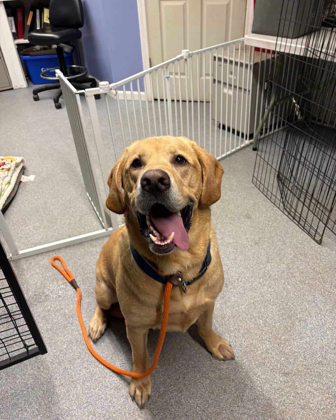 franklin county regional dog shelter