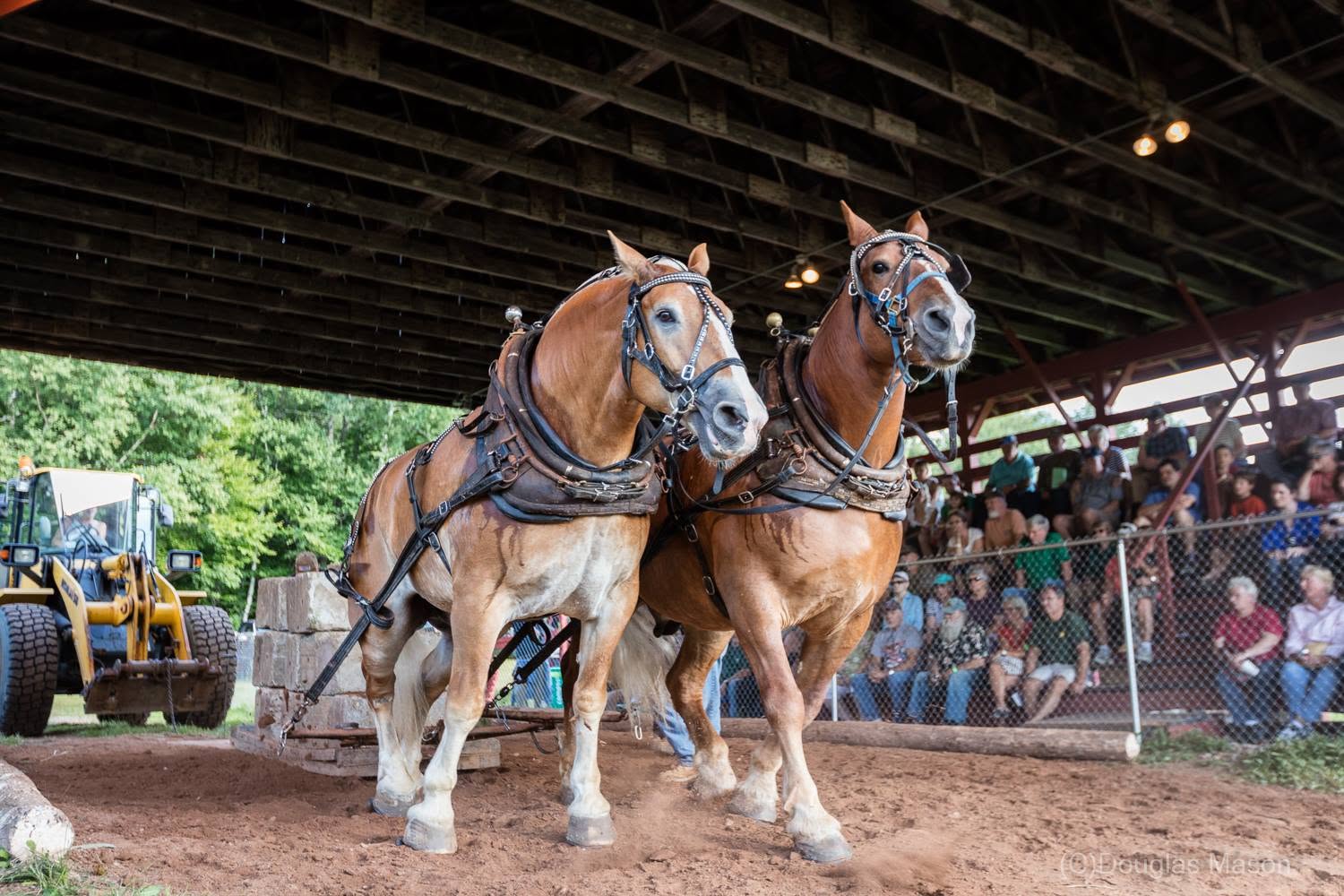 heath fair horses