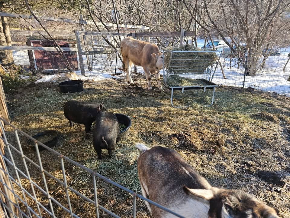 hawlemont HAY program