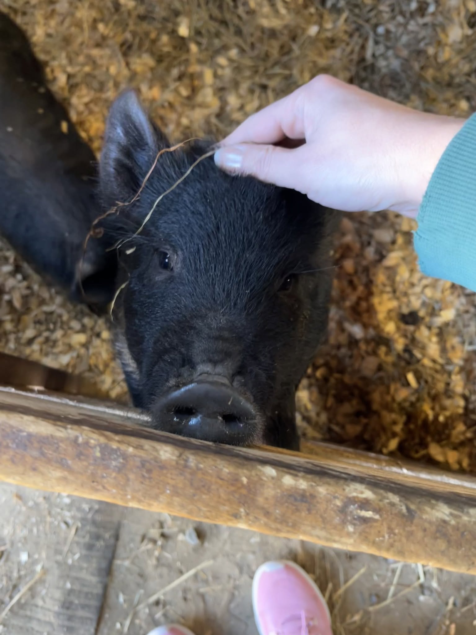 hawlemont HAY Program