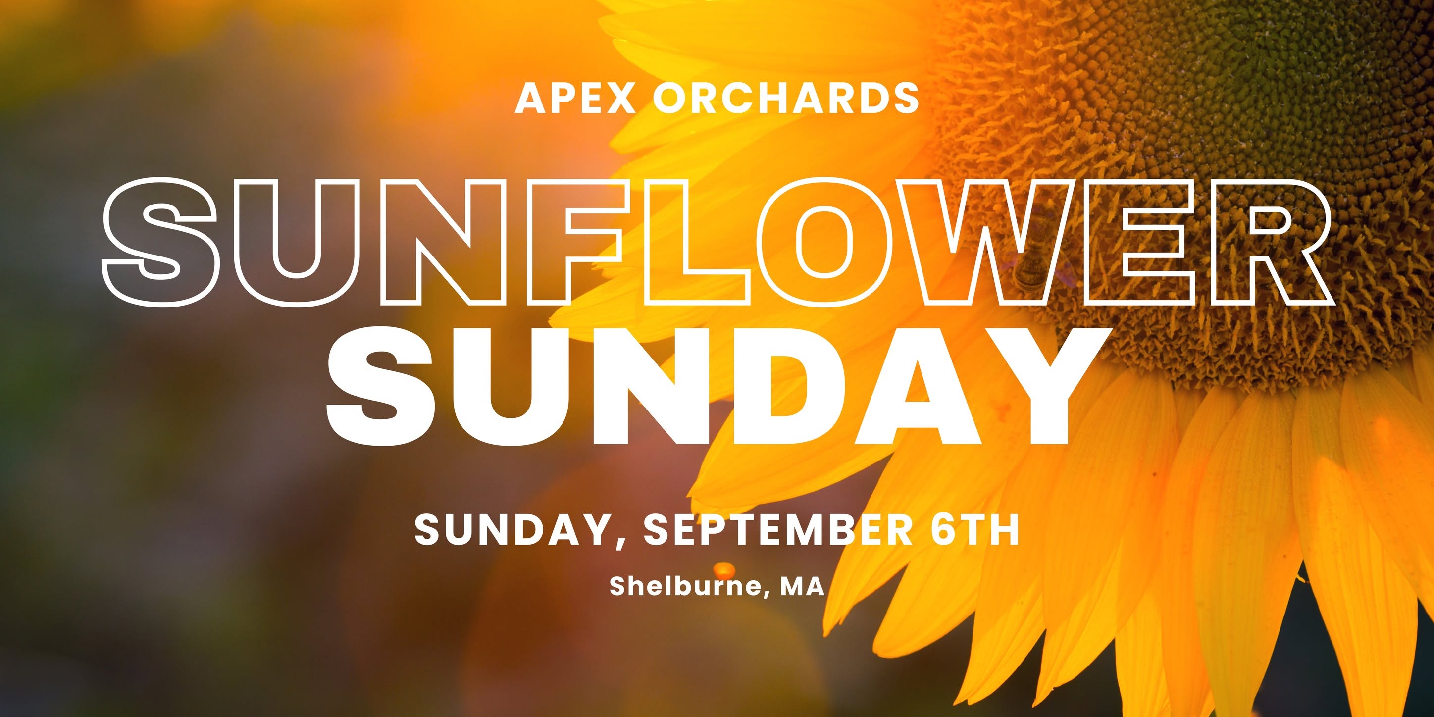 sunflower sunday apex orchards