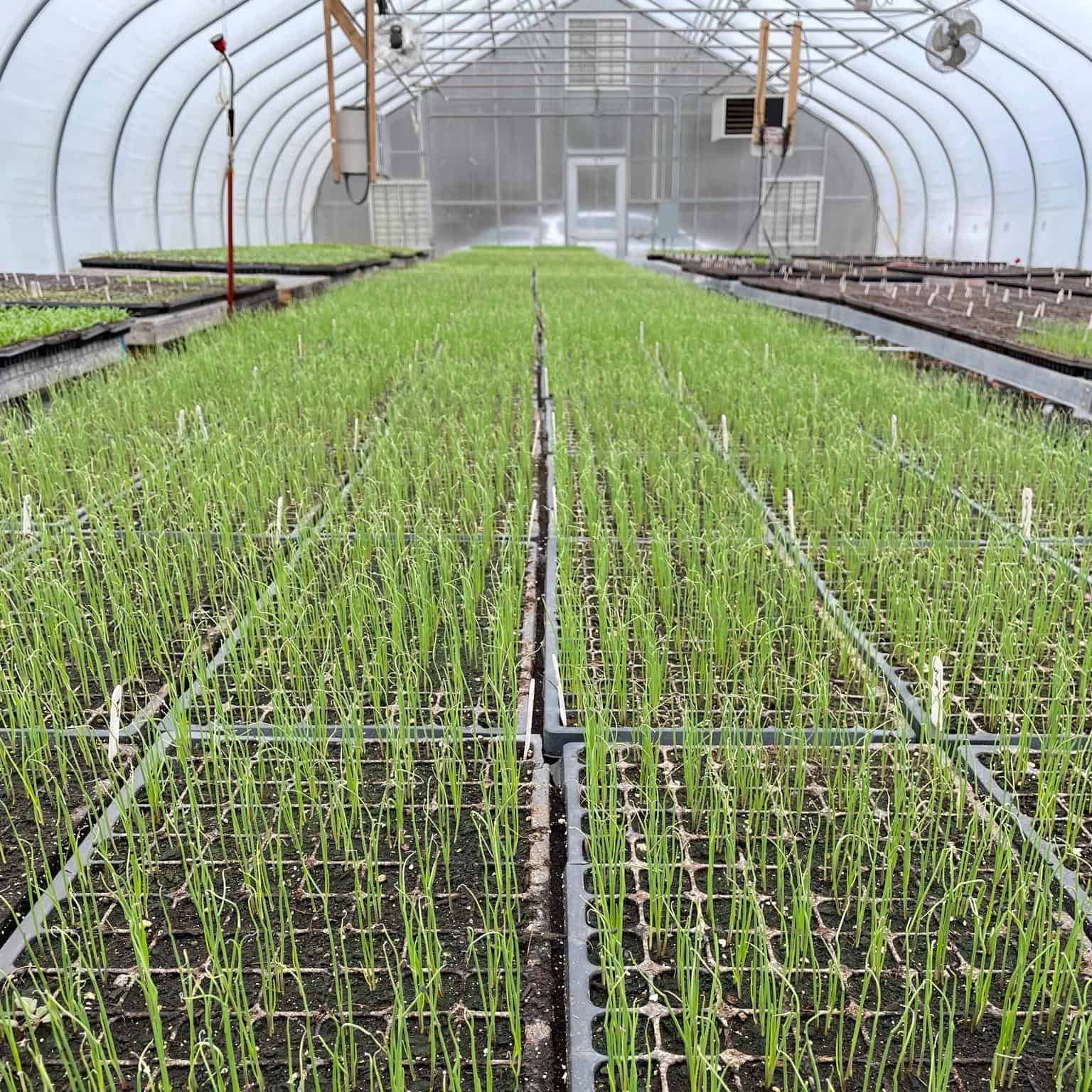 Just Roots greenhouse