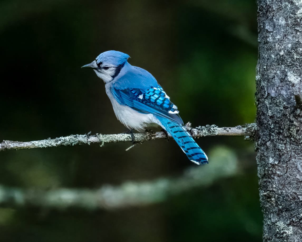 blue jay