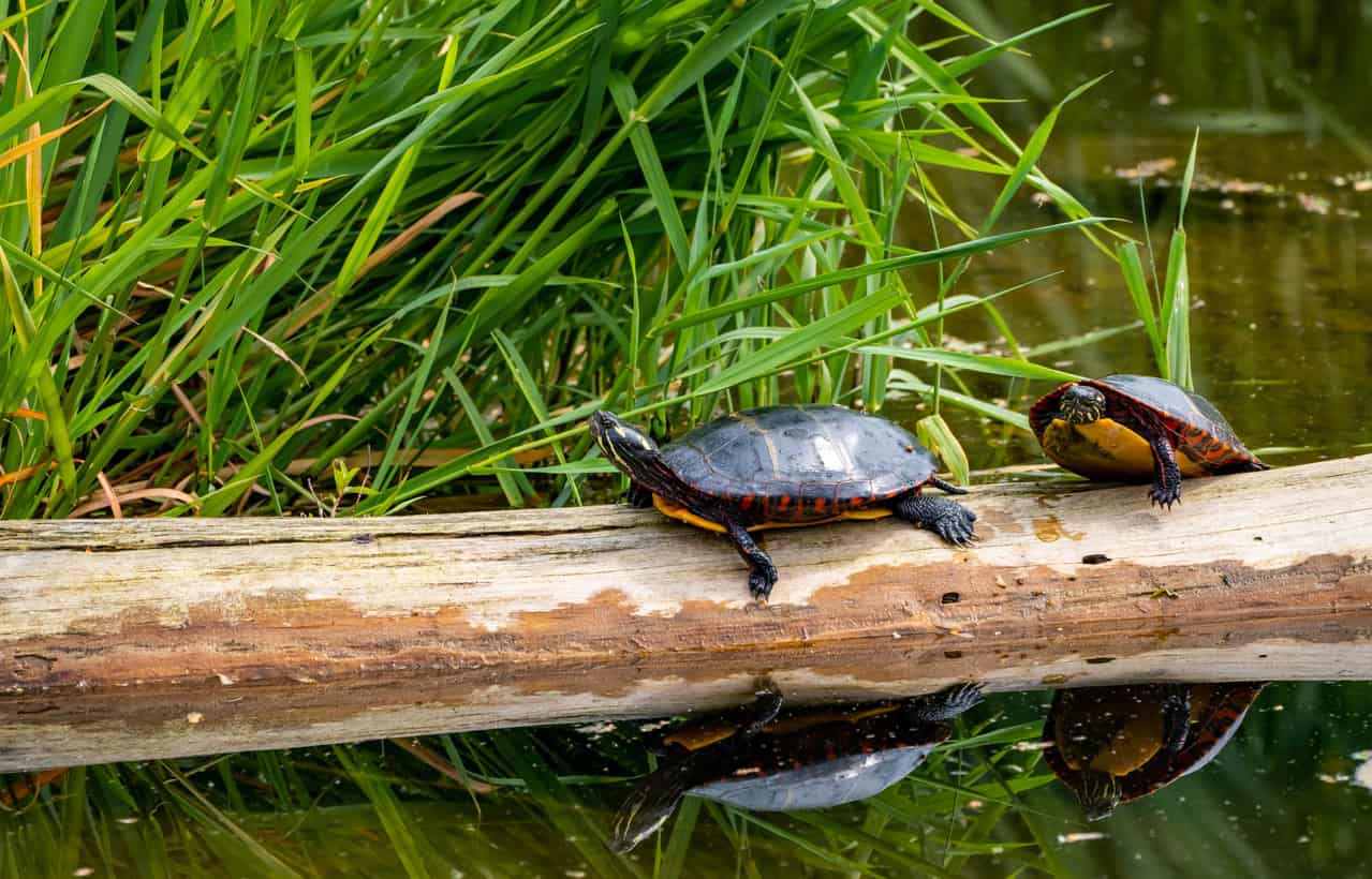 painted turtle