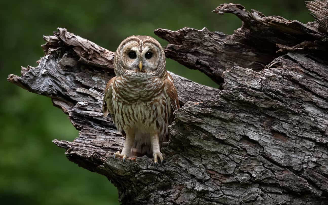 barred owl