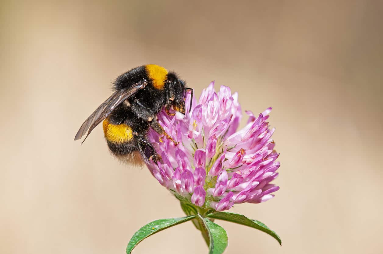 bee pollination