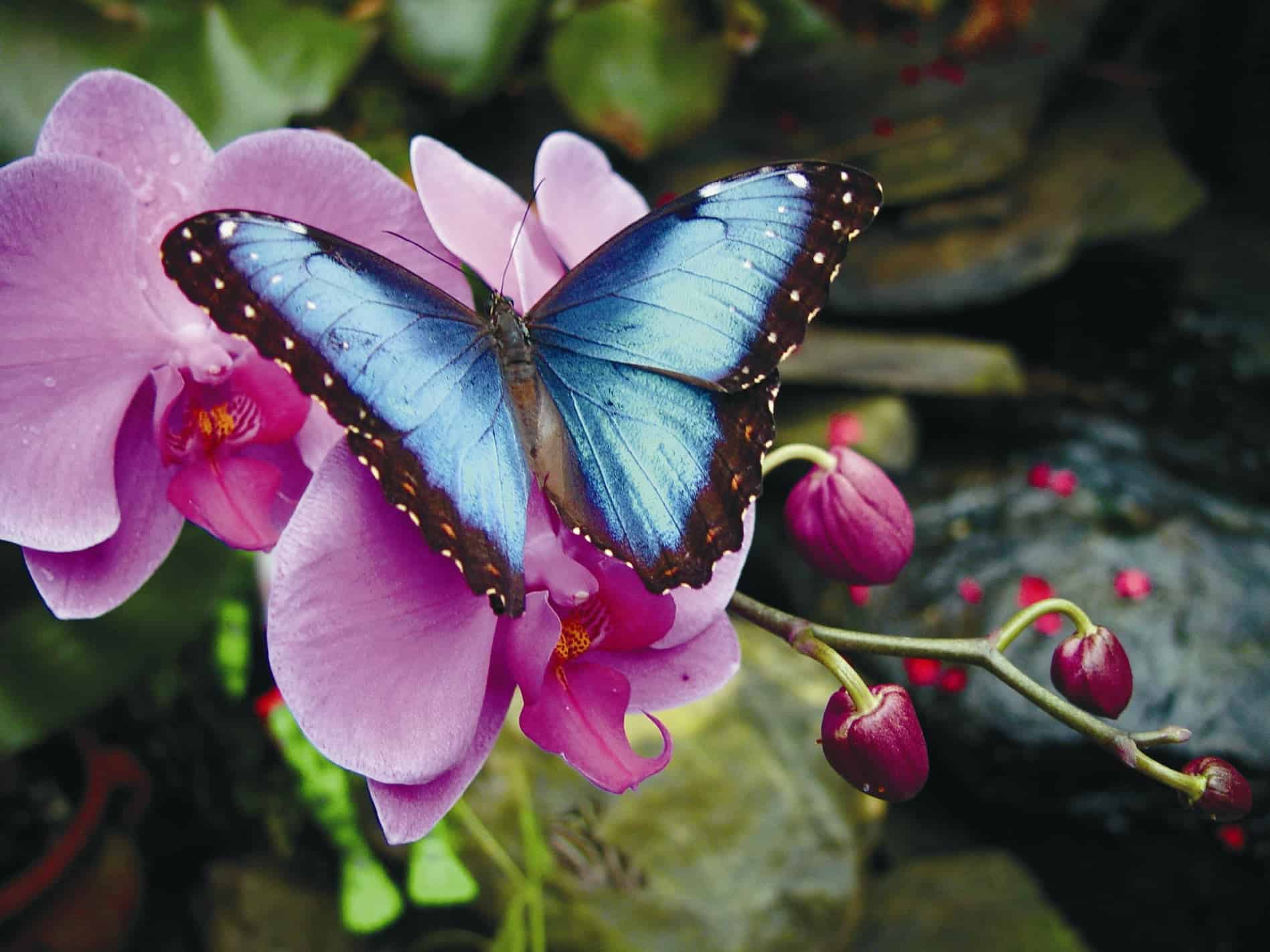 magic wings butterfly