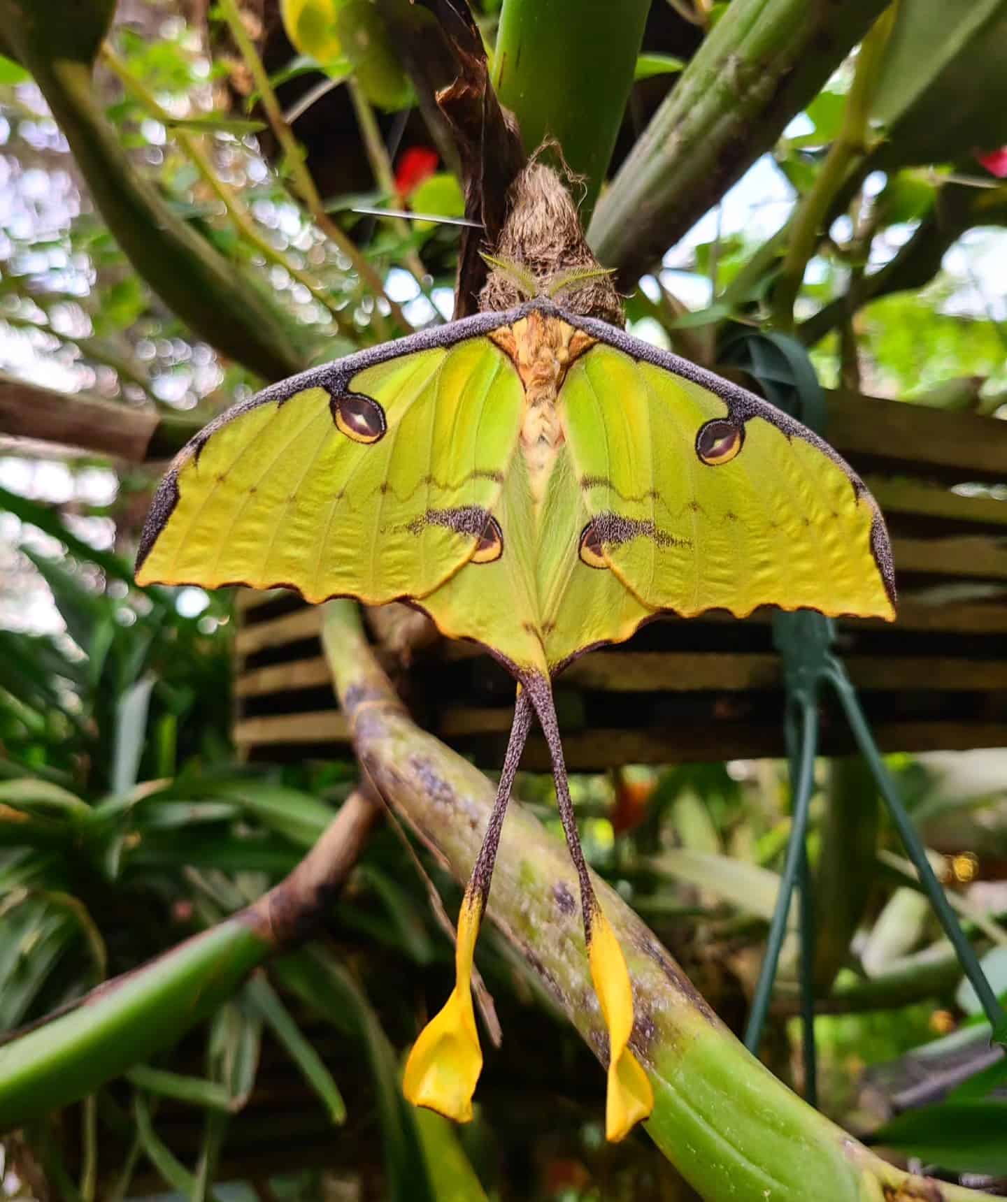 magic wings butterflies