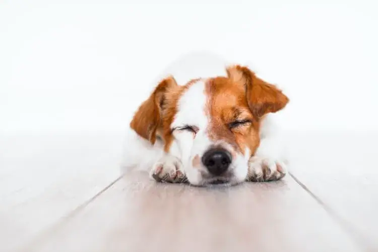 Sleeping Dog